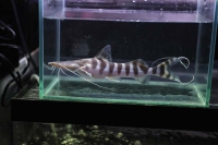 クリックで拡大画像表示