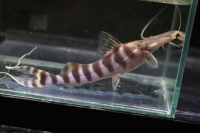 クリックで拡大画像表示