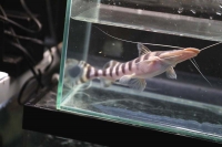 クリックで拡大画像表示