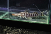 クリックで拡大画像表示