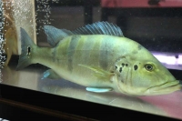 クリックで拡大画像表示