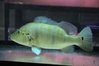 クリックで拡大画像表示