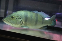 クリックで拡大画像表示