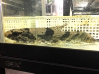 クリックで拡大画像表示