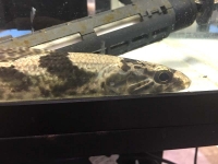 クリックで拡大画像表示