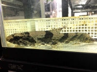 クリックで拡大画像表示