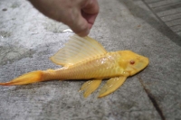 クリックで拡大画像表示