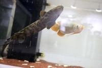 クリックで拡大画像表示