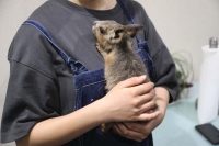 クリックで拡大画像表示