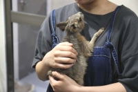 クリックで拡大画像表示