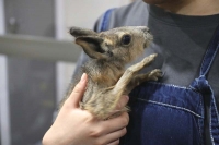 クリックで拡大画像表示