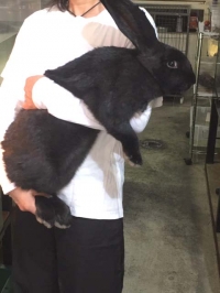 クリックで拡大画像表示