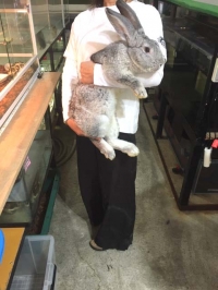 クリックで拡大画像表示