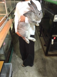 クリックで拡大画像表示