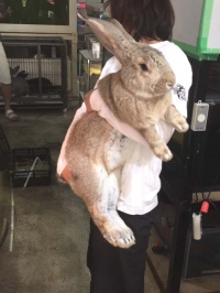 クリックで拡大画像表示