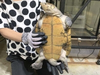 クリックで拡大画像表示