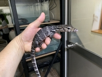 クリックで拡大画像表示