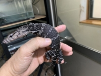 クリックで拡大画像表示