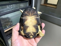 クリックで拡大画像表示