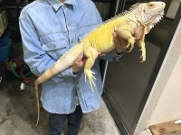 クリックで拡大画像表示