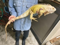 クリックで拡大画像表示