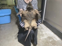クリックで拡大画像表示