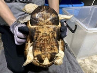 クリックで拡大画像表示