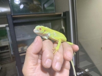 クリックで拡大画像表示