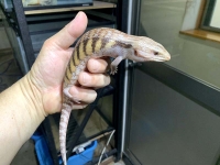 クリックで拡大画像表示
