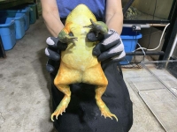 クリックで拡大画像表示