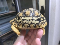 クリックで拡大画像表示