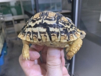 クリックで拡大画像表示