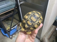 クリックで拡大画像表示