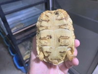 クリックで拡大画像表示