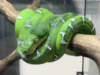 クリックで拡大画像表示