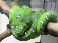 クリックで拡大画像表示