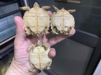 クリックで拡大画像表示