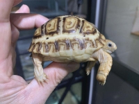 クリックで拡大画像表示