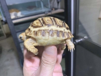 クリックで拡大画像表示