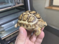 クリックで拡大画像表示