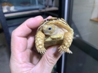 クリックで拡大画像表示