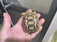 クリックで拡大画像表示