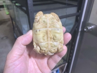 クリックで拡大画像表示