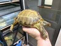 クリックで拡大画像表示