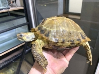 クリックで拡大画像表示