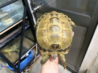 クリックで拡大画像表示