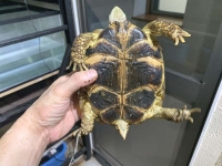クリックで拡大画像表示