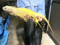 クリックで拡大画像表示
