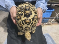 クリックで拡大画像表示