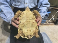 クリックで拡大画像表示